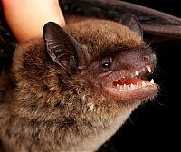 TopRq.com search results: bat, order chiroptera