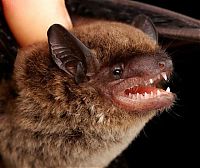 Fauna & Flora: bat, order chiroptera