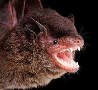 Fauna & Flora: bat, order chiroptera