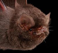 Fauna & Flora: bat, order chiroptera