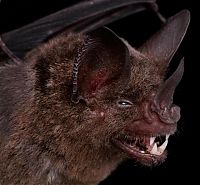 TopRq.com search results: bat, order chiroptera