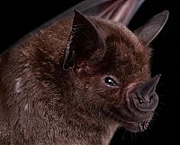 Fauna & Flora: bat, order chiroptera