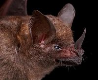 Fauna & Flora: bat, order chiroptera