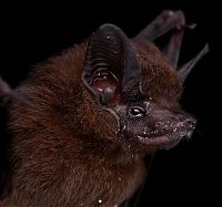 Fauna & Flora: bat, order chiroptera