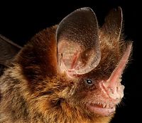 TopRq.com search results: bat, order chiroptera