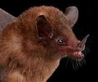 TopRq.com search results: bat, order chiroptera