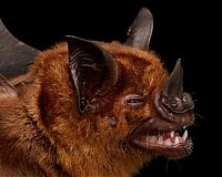 Fauna & Flora: bat, order chiroptera