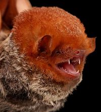 TopRq.com search results: bat, order chiroptera