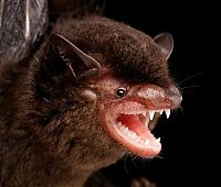 TopRq.com search results: bat, order chiroptera