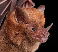 Fauna & Flora: bat, order chiroptera