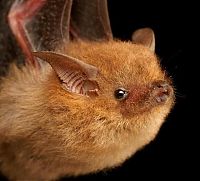 TopRq.com search results: bat, order chiroptera