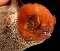 TopRq.com search results: bat, order chiroptera