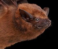 TopRq.com search results: bat, order chiroptera