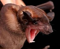 Fauna & Flora: bat, order chiroptera