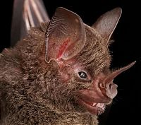 Fauna & Flora: bat, order chiroptera