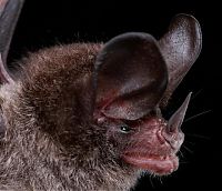 Fauna & Flora: bat, order chiroptera