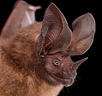 TopRq.com search results: bat, order chiroptera