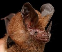 TopRq.com search results: bat, order chiroptera