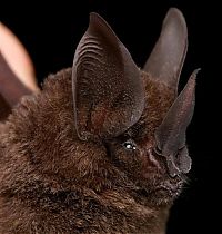 TopRq.com search results: bat, order chiroptera