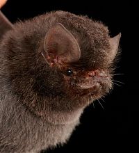 Fauna & Flora: bat, order chiroptera