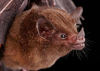 TopRq.com search results: bat, order chiroptera