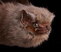 Fauna & Flora: bat, order chiroptera