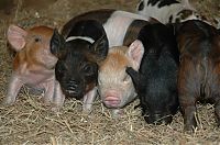 Fauna & Flora: piglet, miniature pig