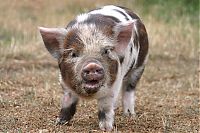 TopRq.com search results: piglet, miniature pig