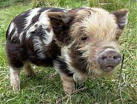 Fauna & Flora: piglet, miniature pig