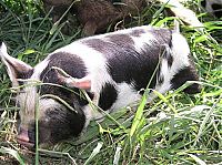 Fauna & Flora: piglet, miniature pig