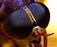 Fauna & Flora: insect macro photography