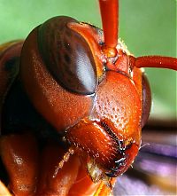 Fauna & Flora: insect macro photography