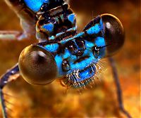 Fauna & Flora: insect macro photography