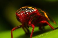 Fauna & Flora: insect macro photography