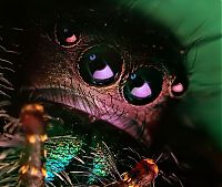 Fauna & Flora: insect macro photography