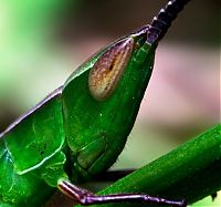 Fauna & Flora: insect macro photography