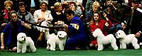 Fauna & Flora: Westminster Kennel Club Dog Show