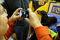 Fauna & Flora: Westminster Kennel Club Dog Show