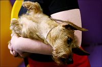 Fauna & Flora: Westminster Kennel Club Dog Show