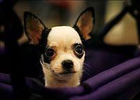 TopRq.com search results: Westminster Kennel Club Dog Show