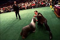 TopRq.com search results: Westminster Kennel Club Dog Show