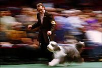 Fauna & Flora: Westminster Kennel Club Dog Show