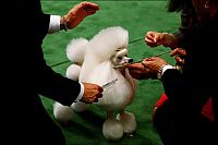 Fauna & Flora: Westminster Kennel Club Dog Show