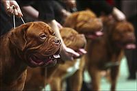 Fauna & Flora: Westminster Kennel Club Dog Show