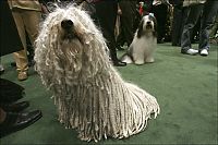 TopRq.com search results: Westminster Kennel Club Dog Show