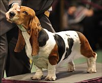 TopRq.com search results: Westminster Kennel Club Dog Show