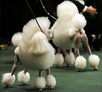 TopRq.com search results: Westminster Kennel Club Dog Show