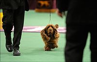 Fauna & Flora: Westminster Kennel Club Dog Show