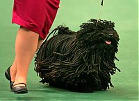 TopRq.com search results: Westminster Kennel Club Dog Show