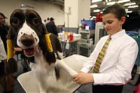 Fauna & Flora: Westminster Kennel Club Dog Show